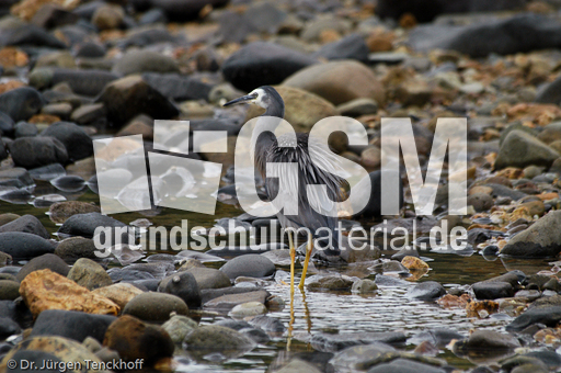 Weißwangenreiher (1 von 3).jpg